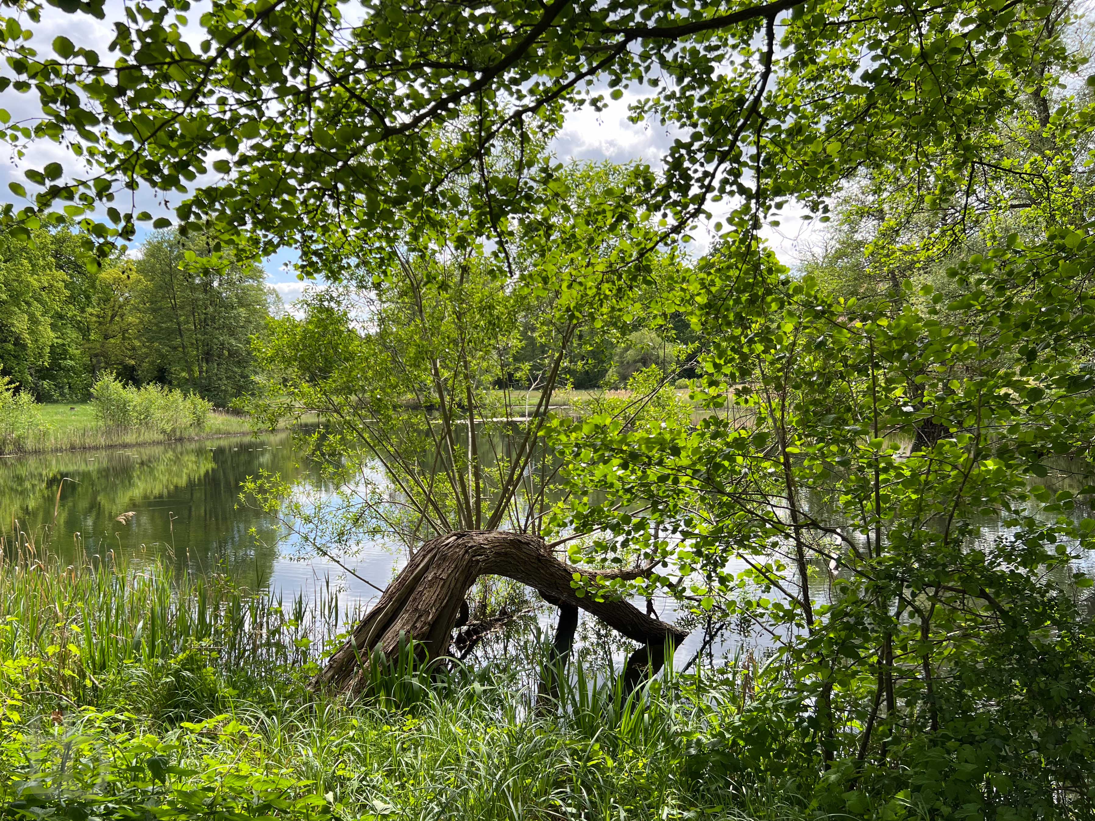 Teich im Briester Gutspark